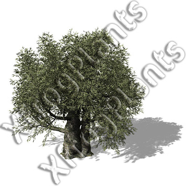 XfrogPlants Mediterranean Trees DVD