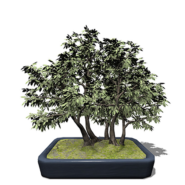 obj xfrogplants bonsai hornbeam - XfrogPlants Bonsai Hornbeam by xfrog