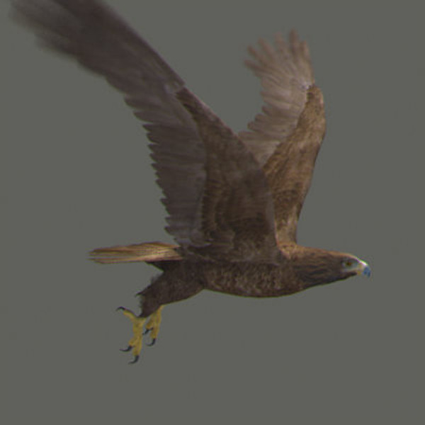 Animated Bald & Golden Eagles