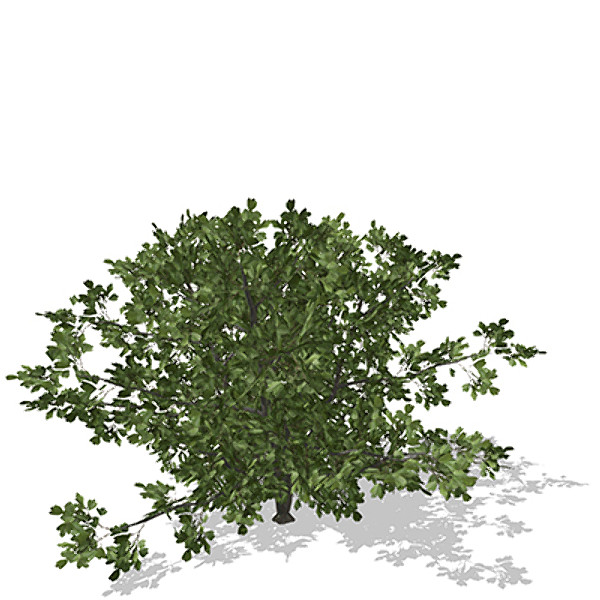 xfrogplants common hawthorn plant 3d model - XfrogPlants Common Hawthorn by xfrog