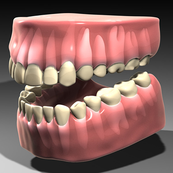 3d model human teeth gums - Teeth with gums by Pekdemir
