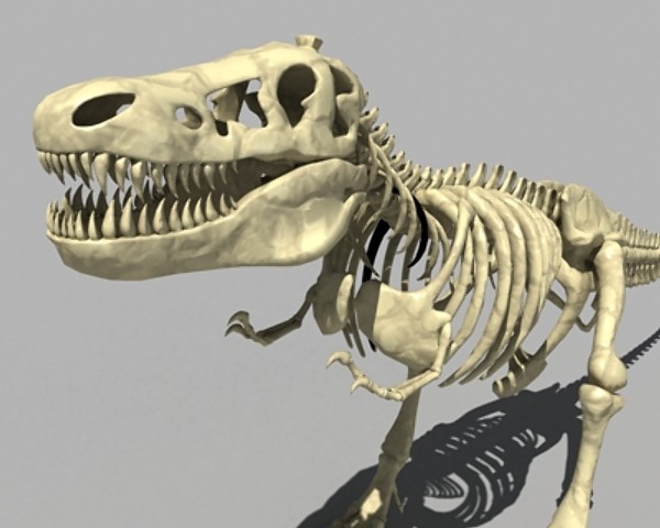 Dino T-Rex Skeleton