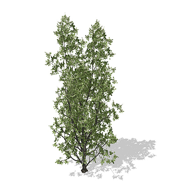 xfrogplants common hawthorn plant 3d model - XfrogPlants Common Hawthorn by xfrog