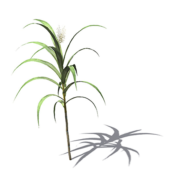 XfrogPlants Sugar Cane