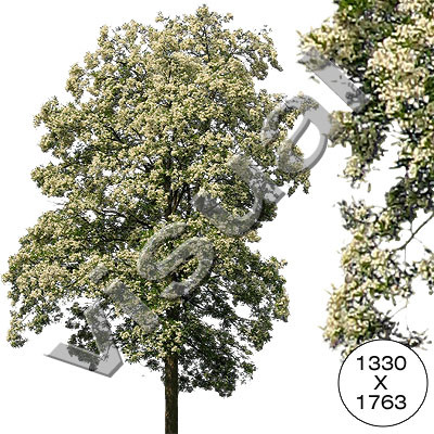11 trees in full blossom