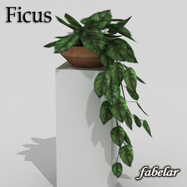 ficus 3d model - Ficus by fabelar