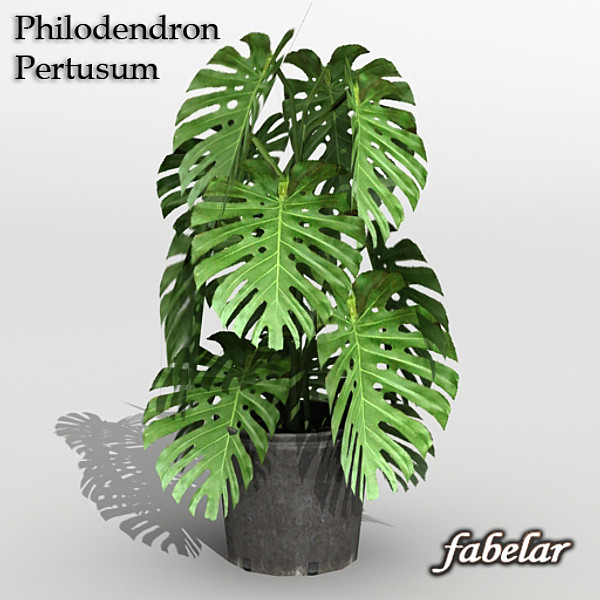 Philodendron Pertusum 3D Models