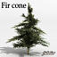 Fir 02