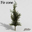 Fir