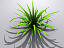 Free Plant