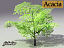 Acacia