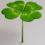 clover