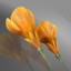Flower.Crocus. Yello. MR