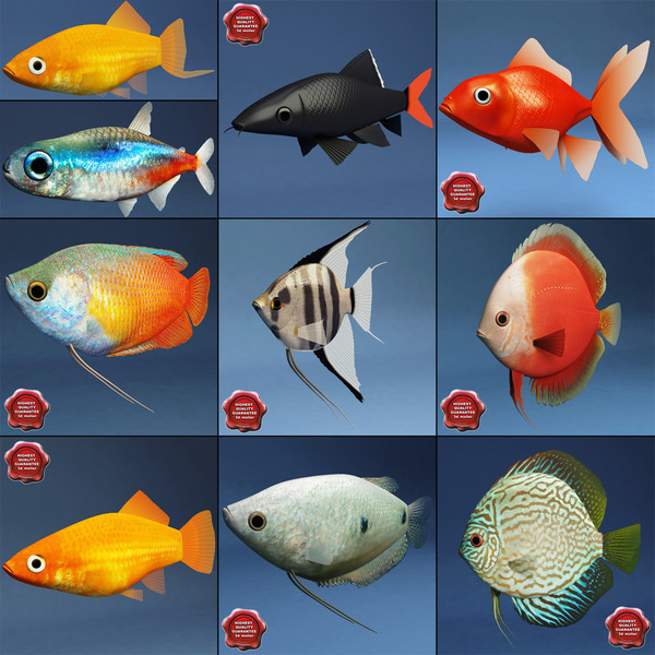 aquarium fishes images. Aquarium Fish Collection is a