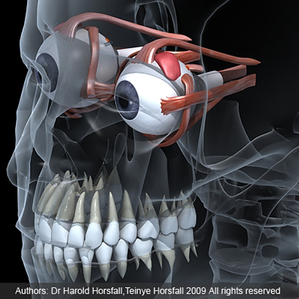 Eye and skull.zip 3D Models