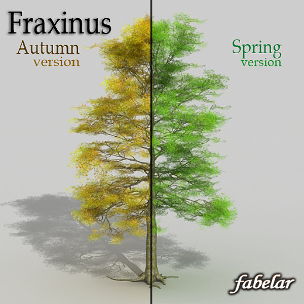 Fraxinus Texture Maps