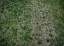 grass patchy dirt