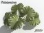 Philodendron
