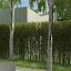 hedge