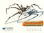 Spider with procedural walking rig