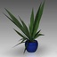Indoor Plant