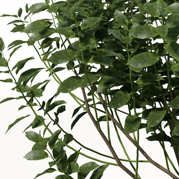XfrogPlants Tea