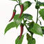 XfrogPlants Chili Pepper
