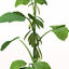 XfrogPlants Soybean