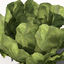 XfrogPlants Lettuce