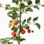 XfrogPlants Tomato