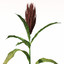 XfrogPlants Sorghum