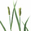 XfrogPlants Wheat