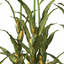XfrogPlants Corn