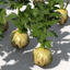 XfrogPlants Celery
