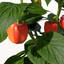 XfrogPlants Chili Pepper