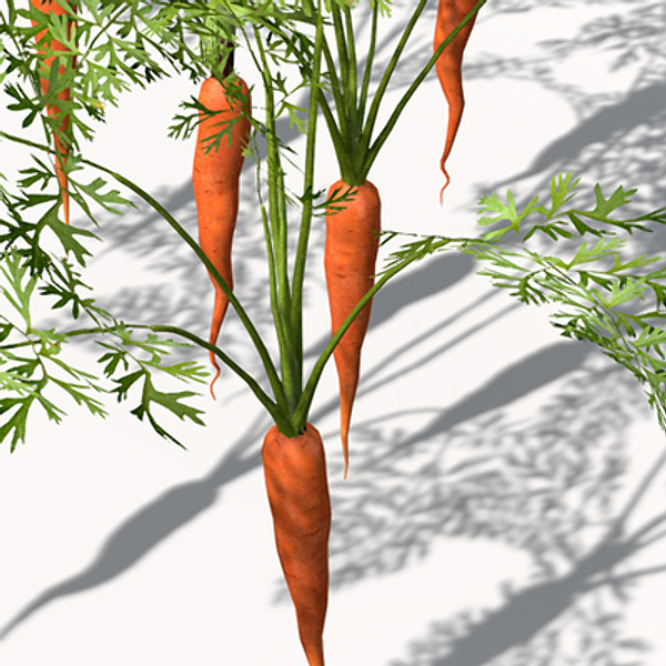 XfrogPlants Carrot 3D Models