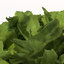 XfrogPlants Lettuce