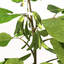 XfrogPlants Bean