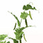 XfrogPlants Peas