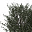 XfrogPlants Boxwood (hedges)