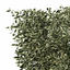 XfrogPlants Golden-leaved Boxwood