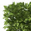 XfrogPlants European Hornbeam (hedges)