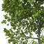 XfrogPlants European Hornbeam