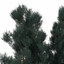 XfrogPlants Allumii False Cypress