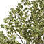 XfrogPlants Spindles
