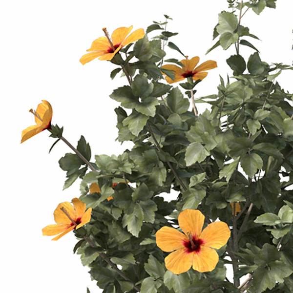 XfrogPlants Hibiscus Stock Photography