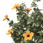 XfrogPlants Hibiscus