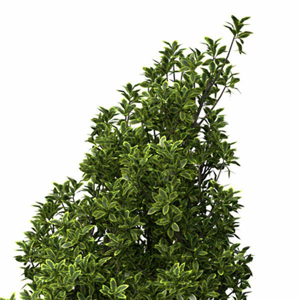 XfrogPlants Golden Privet 3D Models