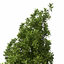 XfrogPlants Golden Privet