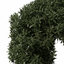 XfrogPlants Common Privet